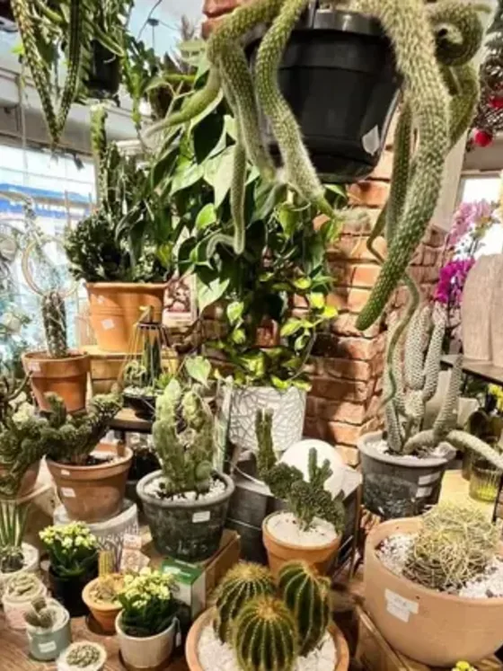 Piante grasse e cactus decorativi