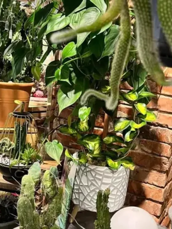 Piante verdi da interno rare e particolari